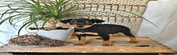 Miniature Pinscher dogs for sale: Bella   - Ad 1
