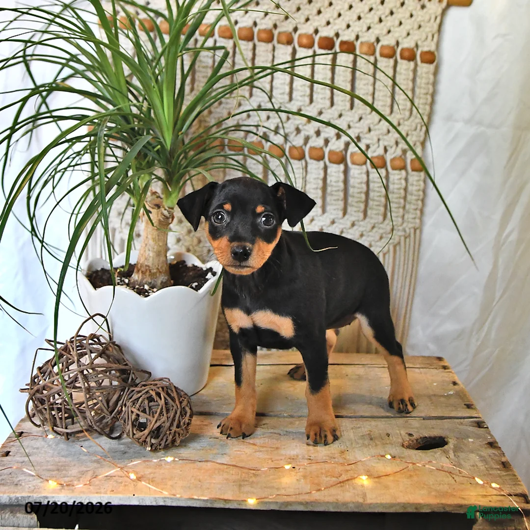 Miniature Pinscher dogs for sale: Bella   - Ad 1