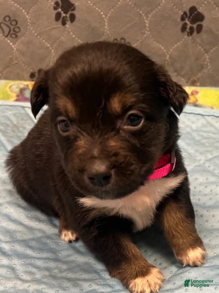 Australian Shepherd dogs Carrie - Ad 2