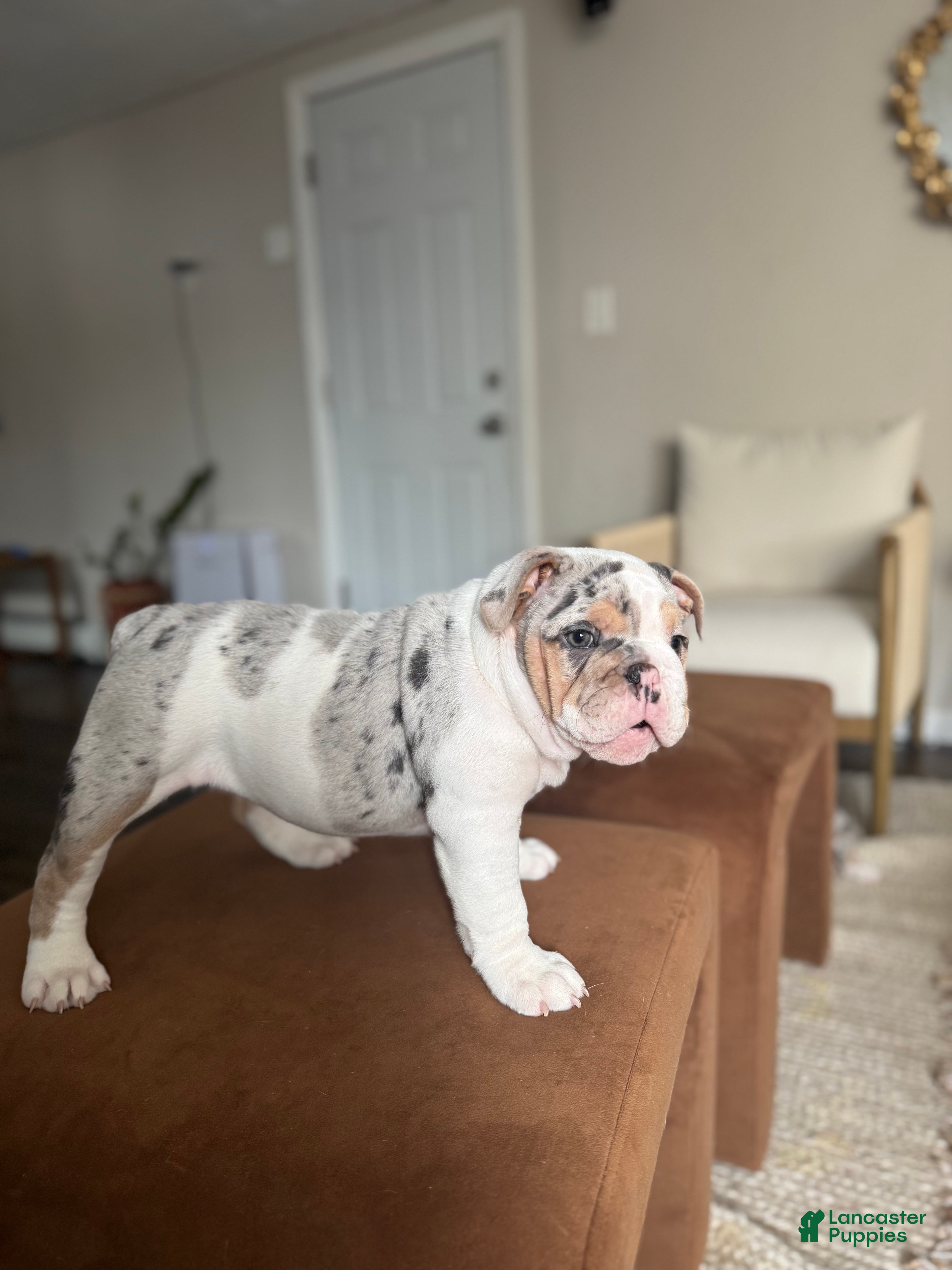 English Bulldog dogs Merle English Bulldog Puppy 1 - Ad 42