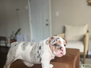 English Bulldog dogs Merle English Bulldog Puppy 1 - Ad 23