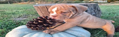 Dozer