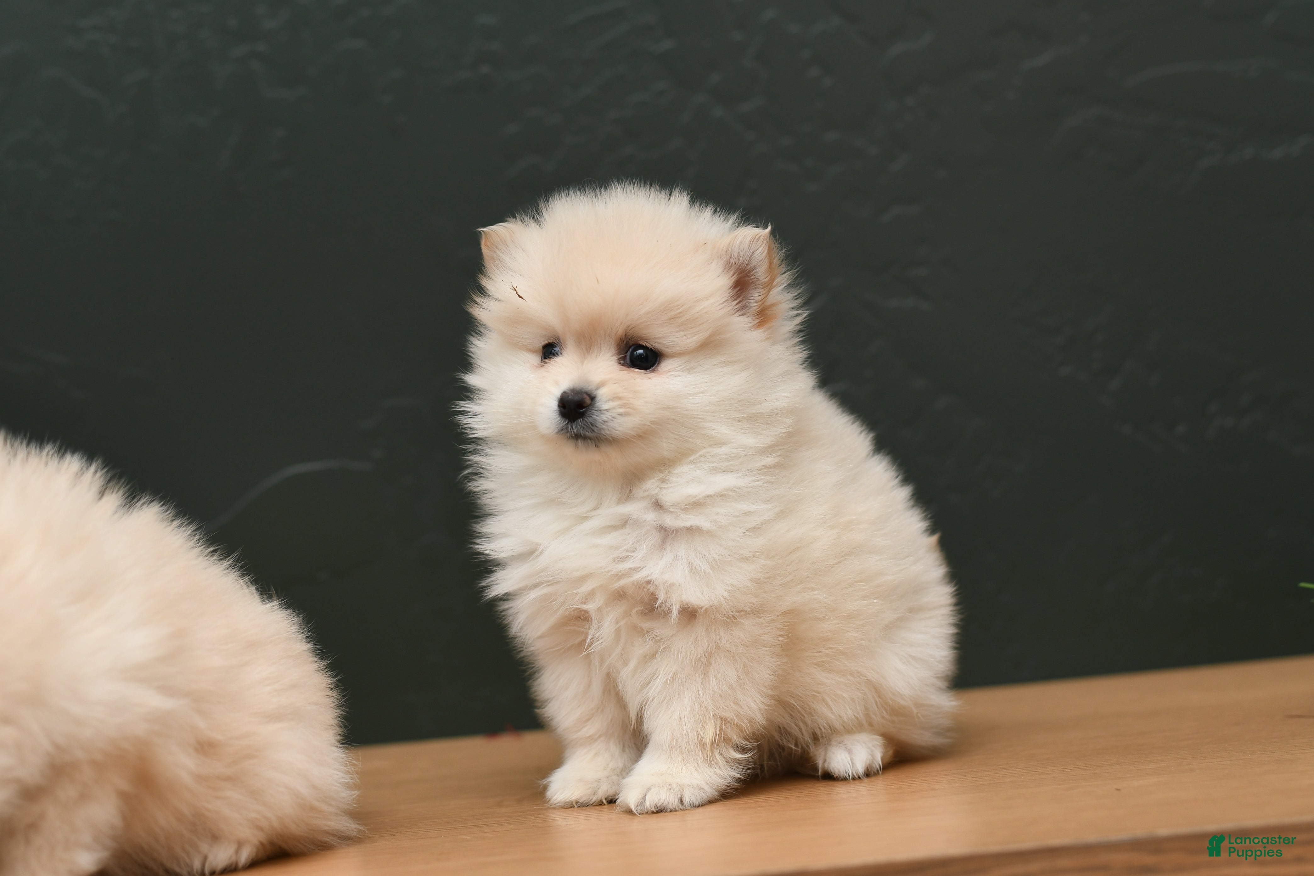 Pomeranian dogs Jack - Ad 33