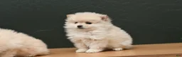 Pomeranian dogs for sale: Jack - Ad 1