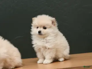 Pomeranian dogs Jack - Ad 33