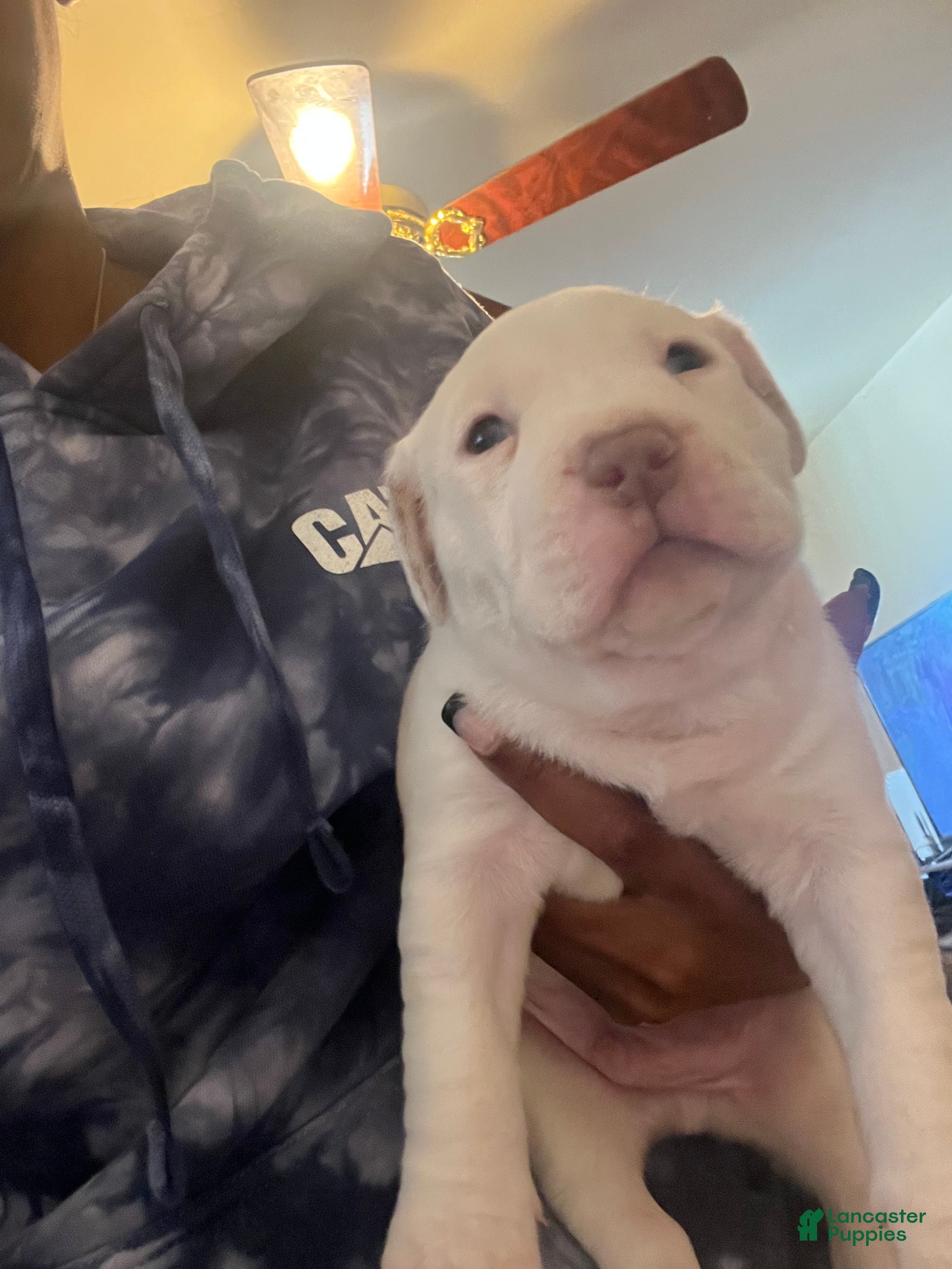 American Bully dogs for sale: American Bully Puppy 5 - Ad 1