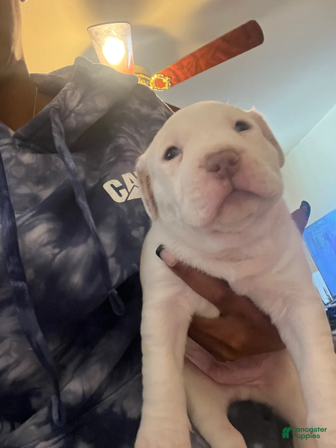 American Bully dogs for sale: American Bully Puppy 5 - Ad 1