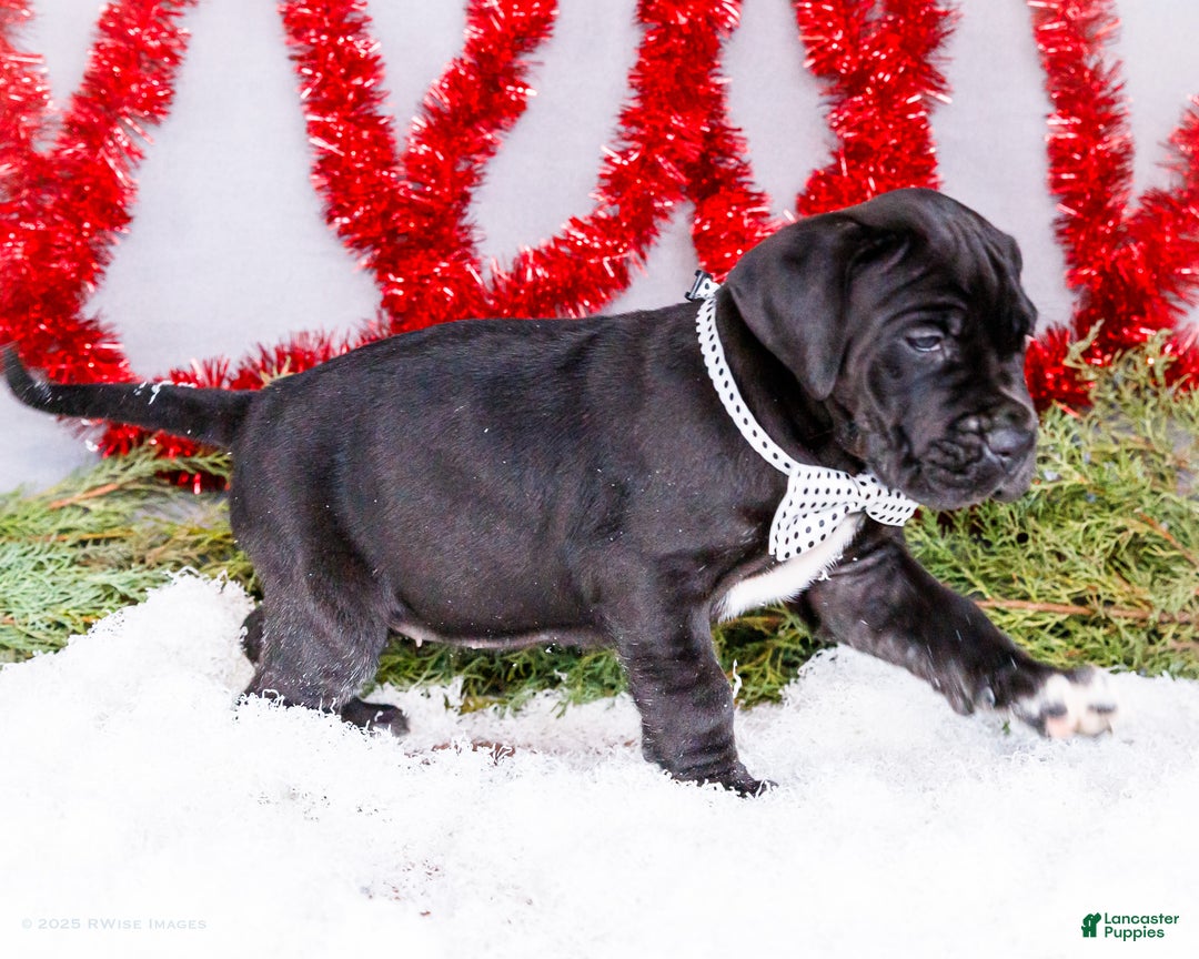 Great Dane dogs for sale: Carol - Ad 4