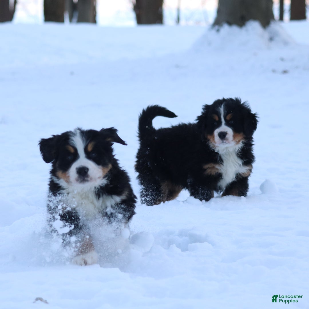 Bernese Mountain Dog dogs for sale: Bernese Mountain Dog Puppy 1 - Ad 4