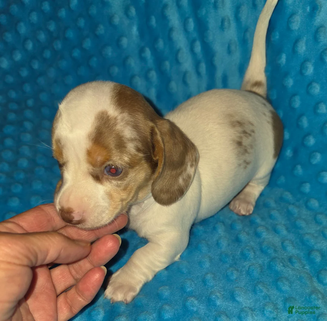 Dachshund dogs for sale: Dachshund 1 - Ad 2