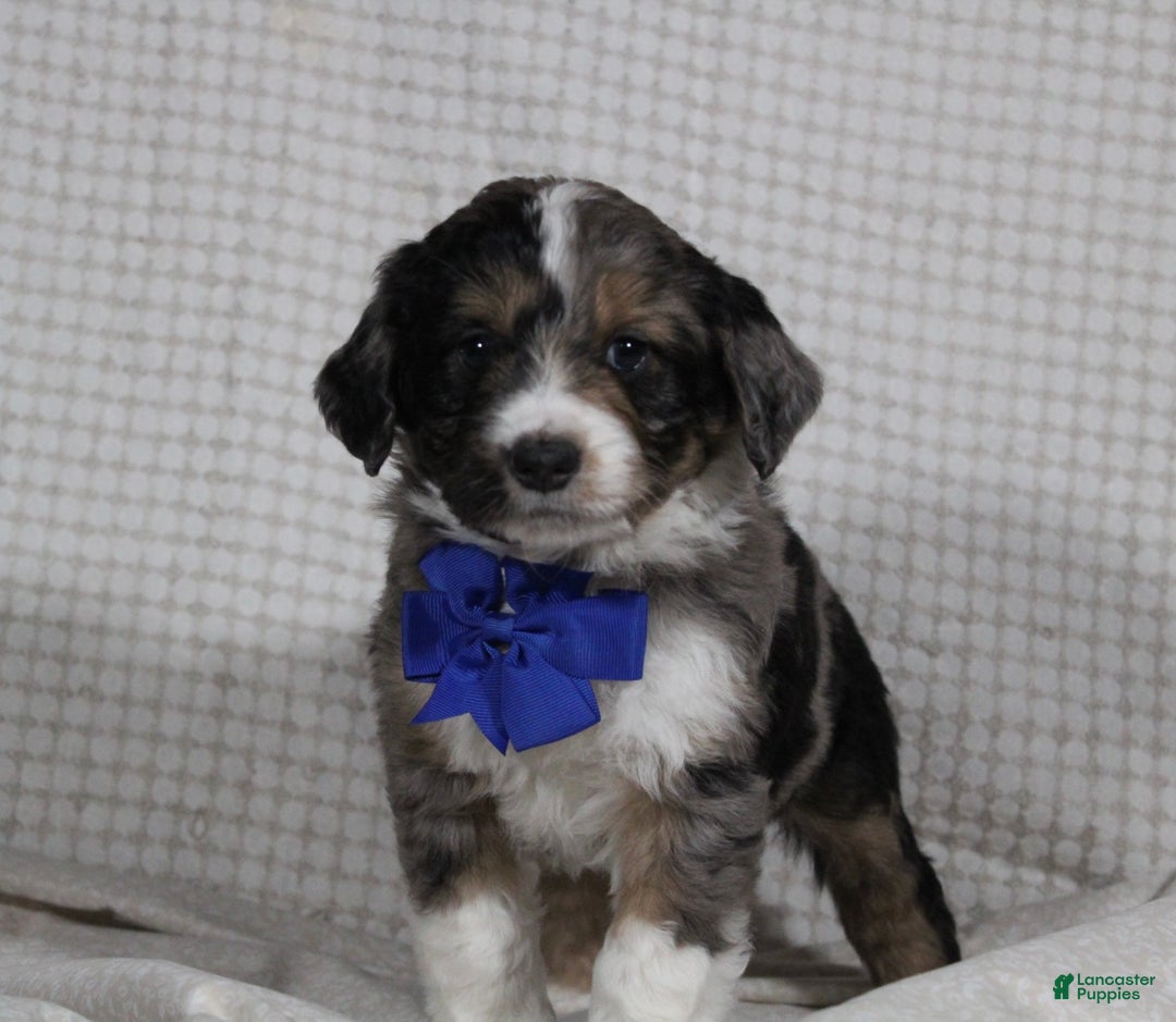 Mini Aussiedoodle dogs for sale: Cooper - Ad 5