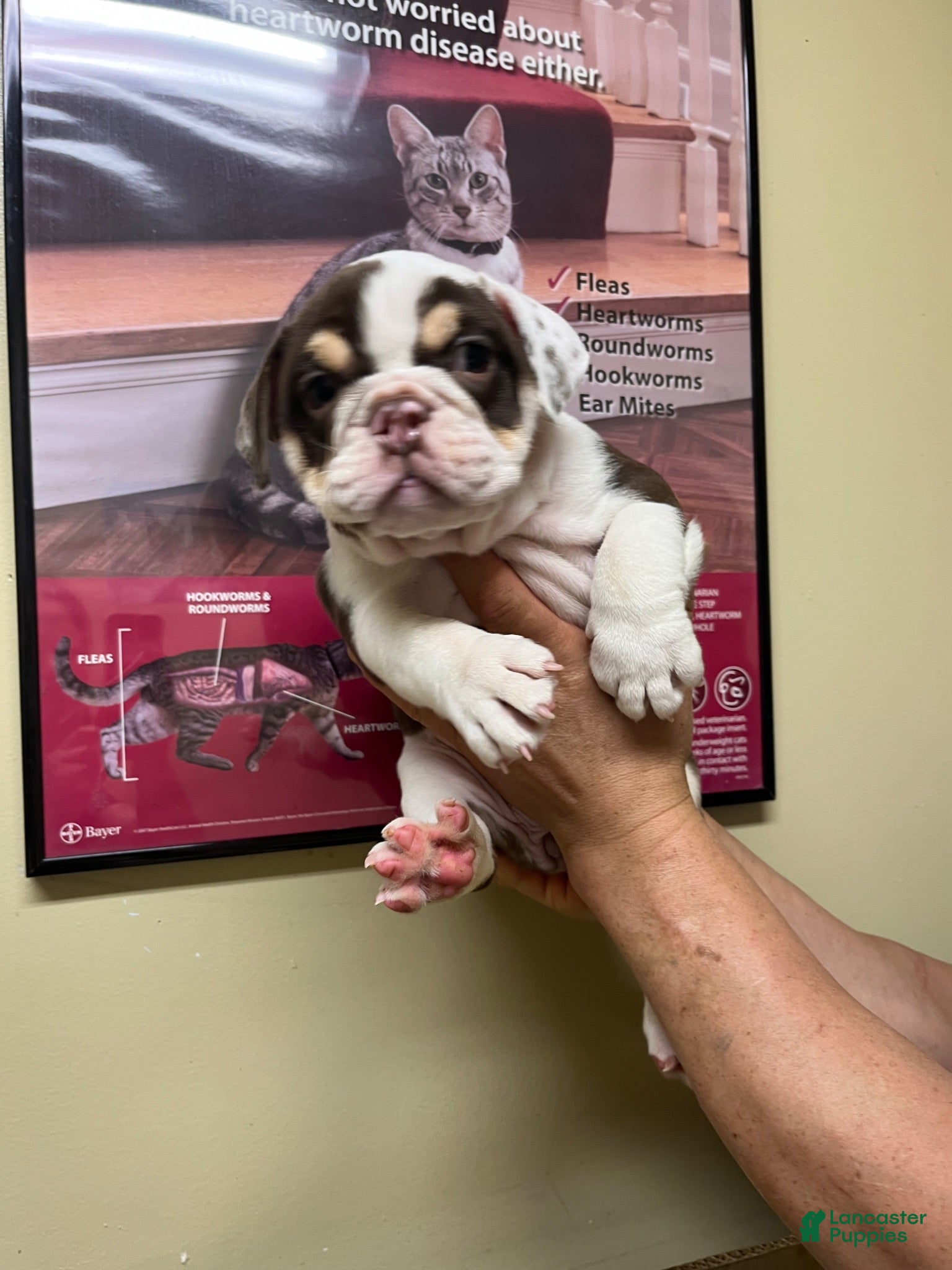 English Bulldog dogs English Bulldog 2 - Ad 7