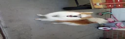 Pomeranian dogs for sale: Grace - Ad 3