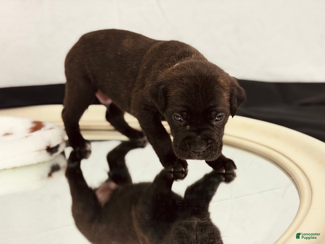 Cane Corso dogs for sale: Zues - Ad 3