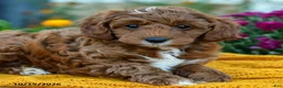 Cavapoo dogs for sale: Peanut  - Ad 5
