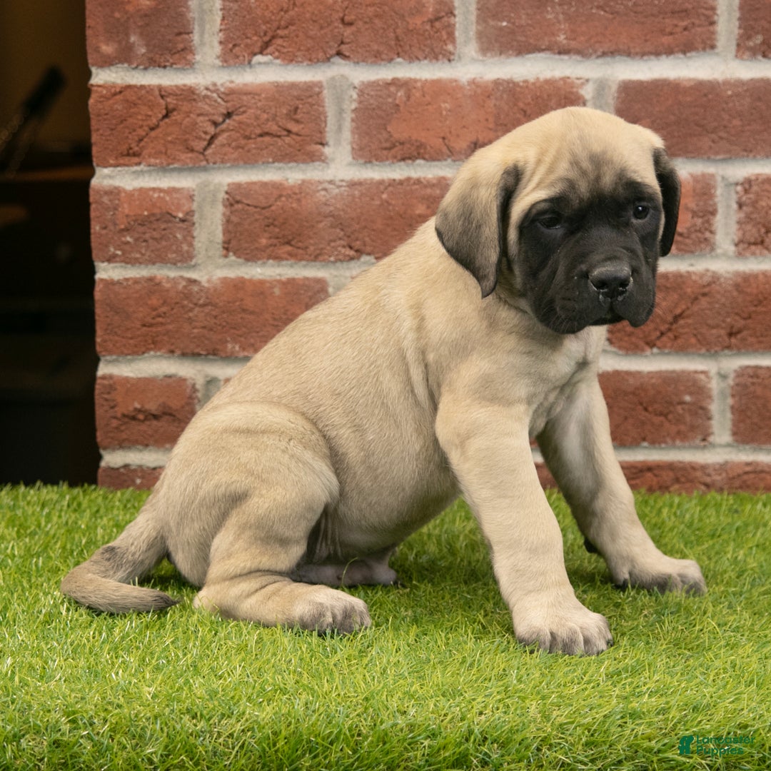 English Mastiff dogs for sale: Parker - Ad 4