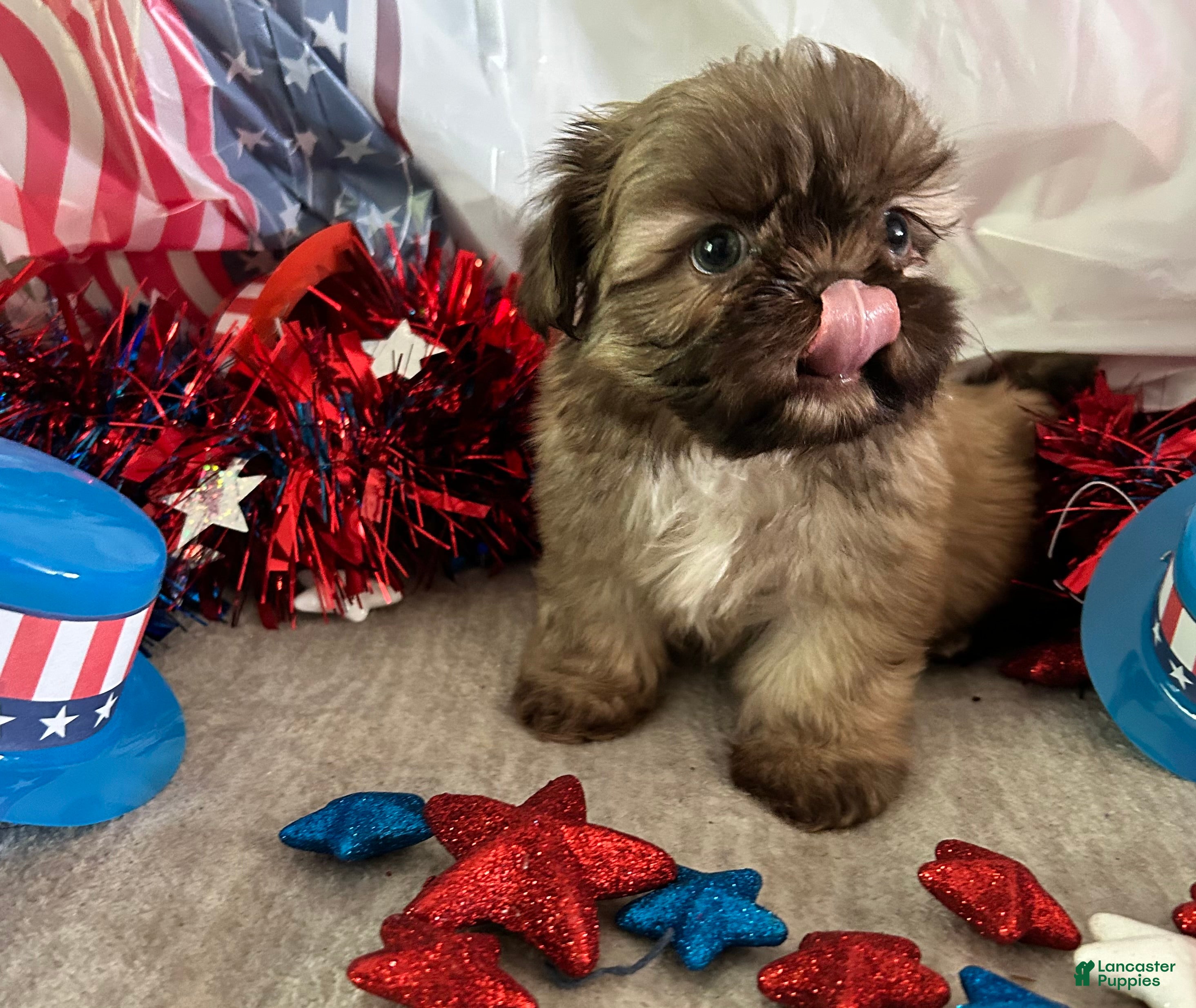 Shih Tzu dogs Kona - Ad 2