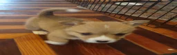 Welsh Corgi Pembroke dogs for sale: Gray collar  - Ad 5