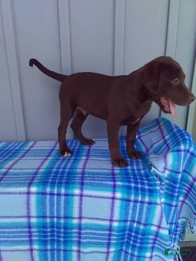 Labrador Retriever dogs Charlie - Ad 1