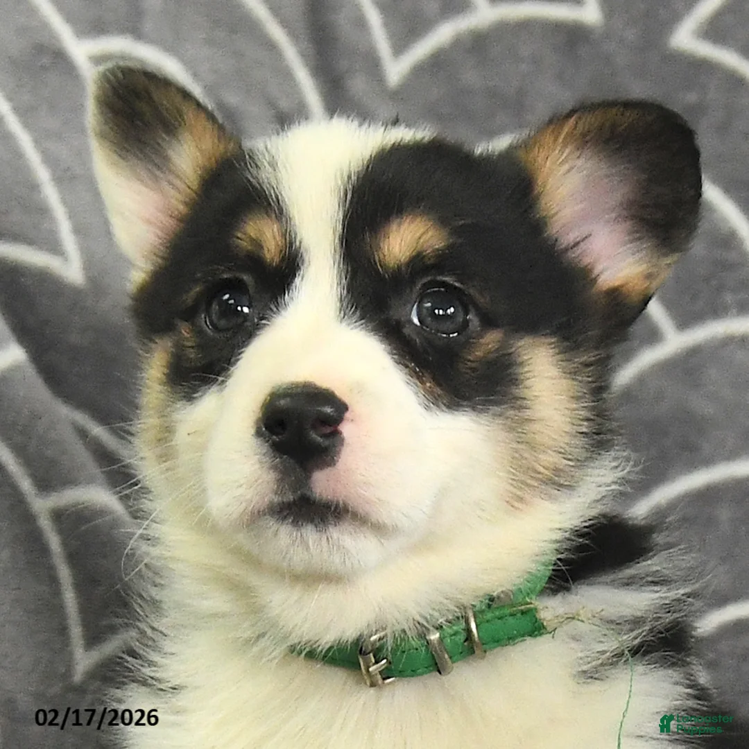 Welsh Corgi Pembroke dogs for sale: Klondike - Ad 2