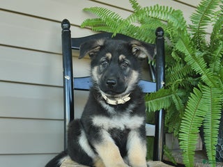 German Shepherd dogs - Ad 10