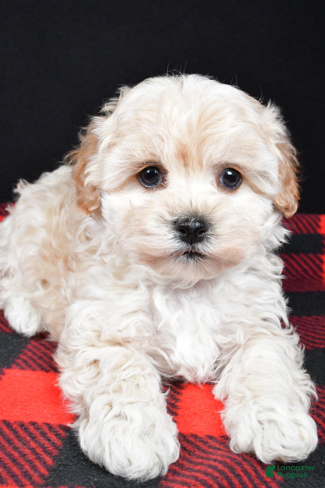 Maltipoo dogs for sale: Frankie - Ad 5
