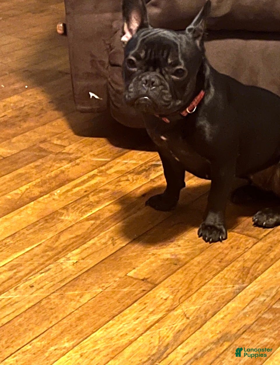 French Bulldog dogs French Bulldog Puppy 1 - Ad 1