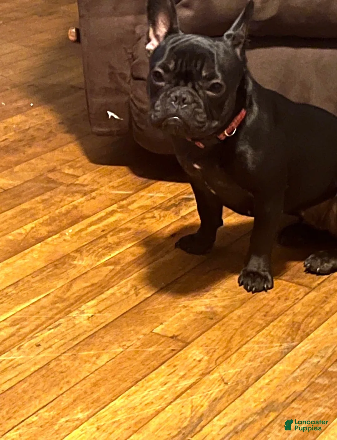 French Bulldog dogs for sale: French Bulldog Puppy 1 - Ad 1