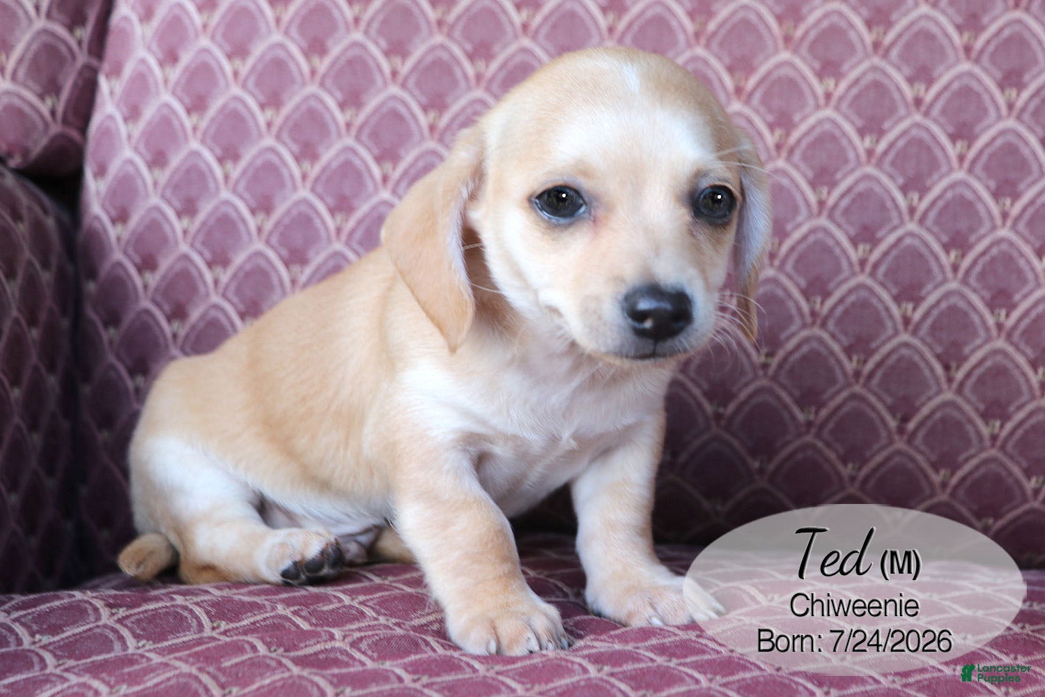 Chiweenie dogs Ted - Ad 2