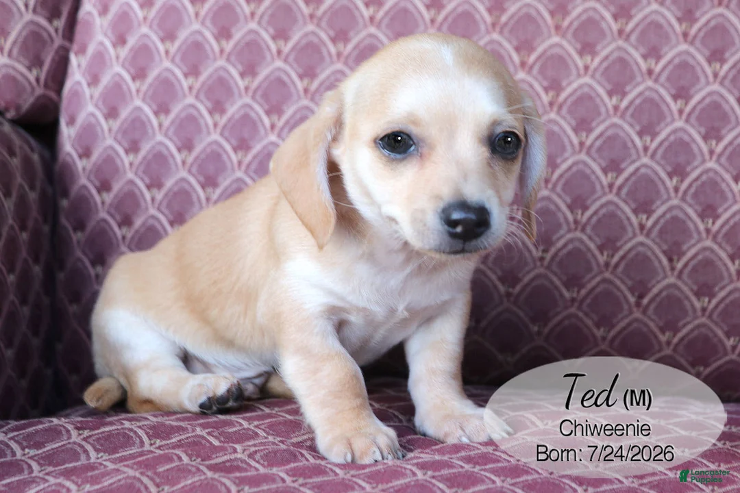 Chiweenie dogs for sale: Ted - Ad 2