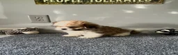 Malshi dogs for sale: Cooper - Ad 4