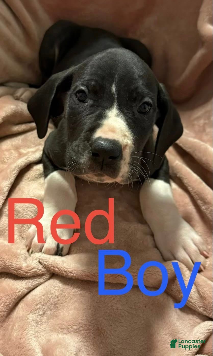 Great Dane dogs Great Dane Puppy 4 - Ad 25