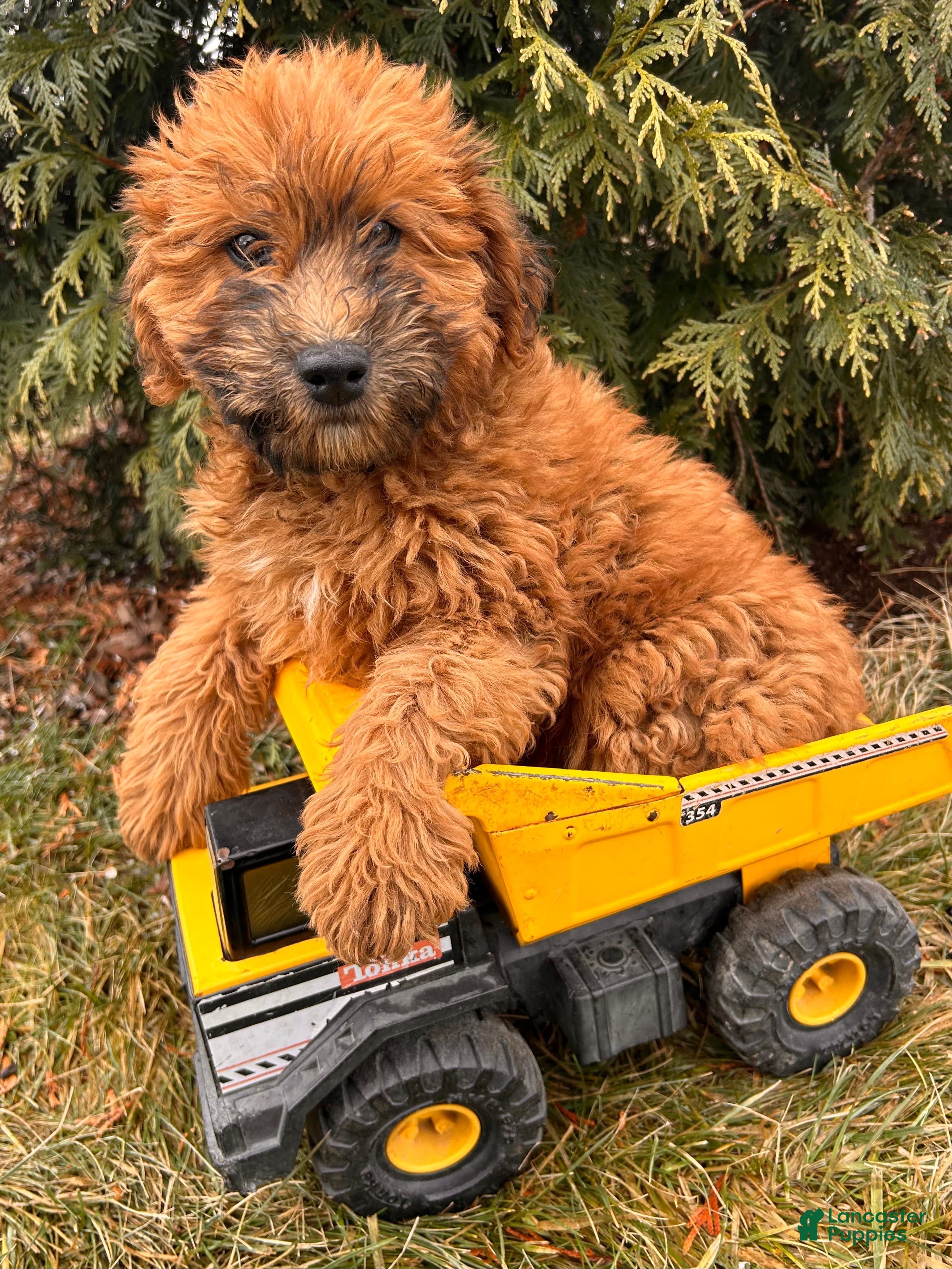 Whoodle dogs Westin - Ad 1