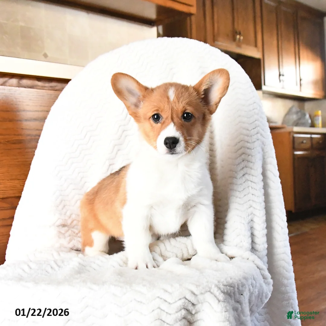 Welsh Corgi Pembroke dogs for sale: Eclipse - Ad 9