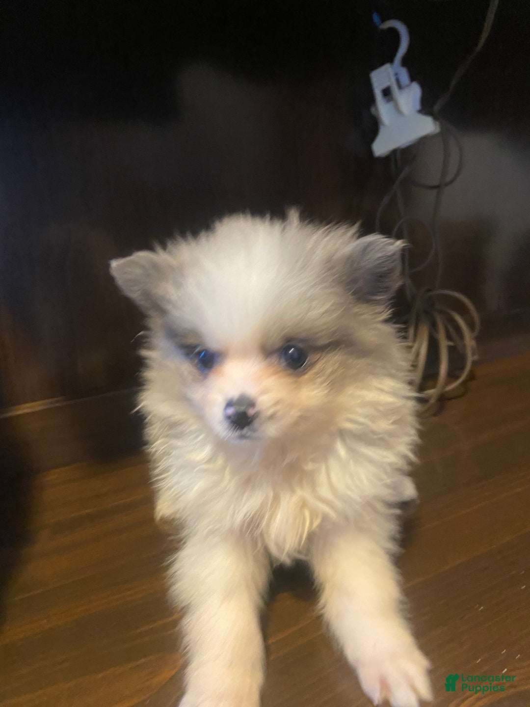Pomeranian dogs for sale: Pomeranian Puppy 2 - Ad 3