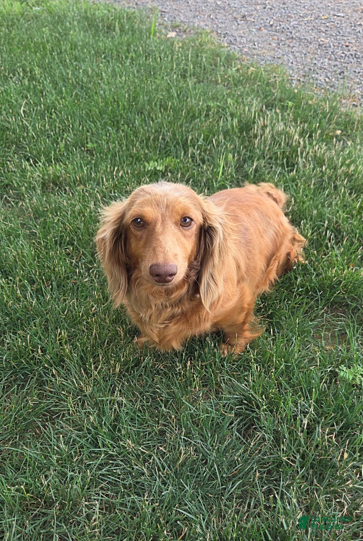 Miniature Dachshund dogs Daisy - Ad 2