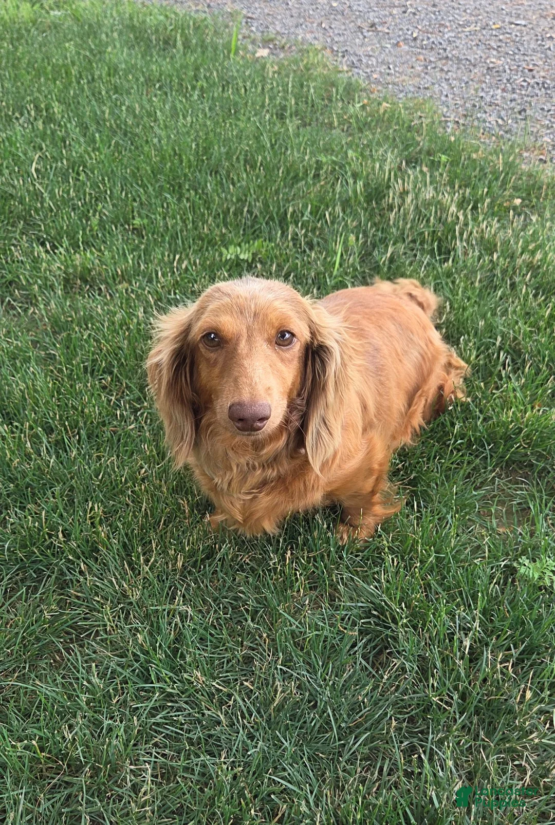 Miniature Dachshund dogs for sale: Daisy - Ad 2
