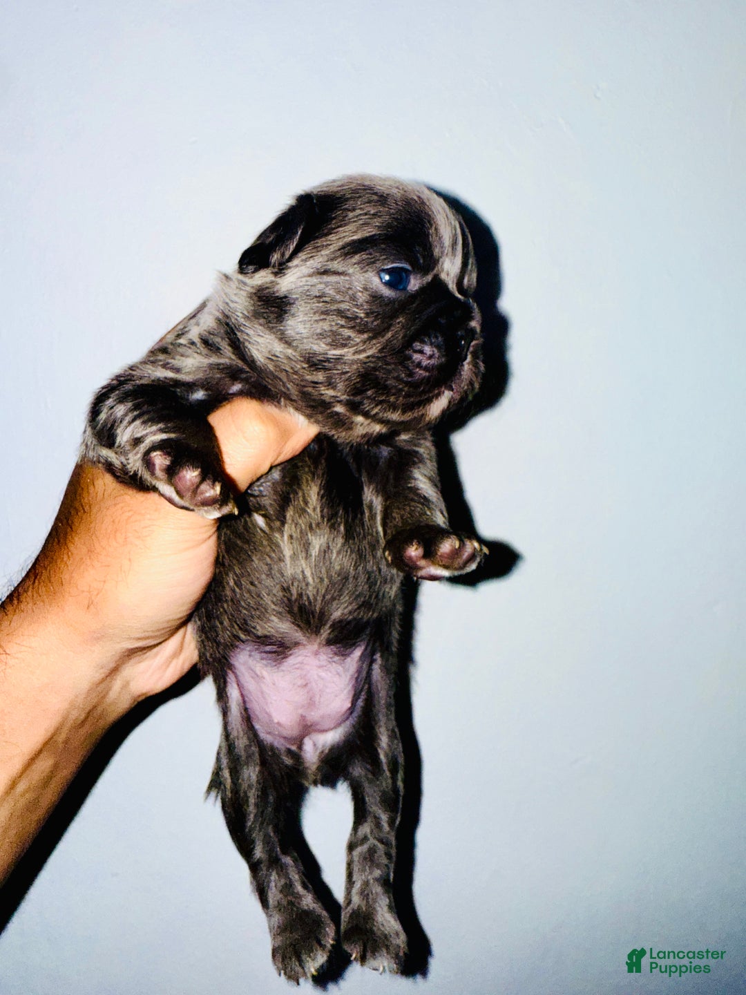 BUBBLES BIG ROPE EXOTIC FLUFFY FRENCHIE for sale in Jonesville