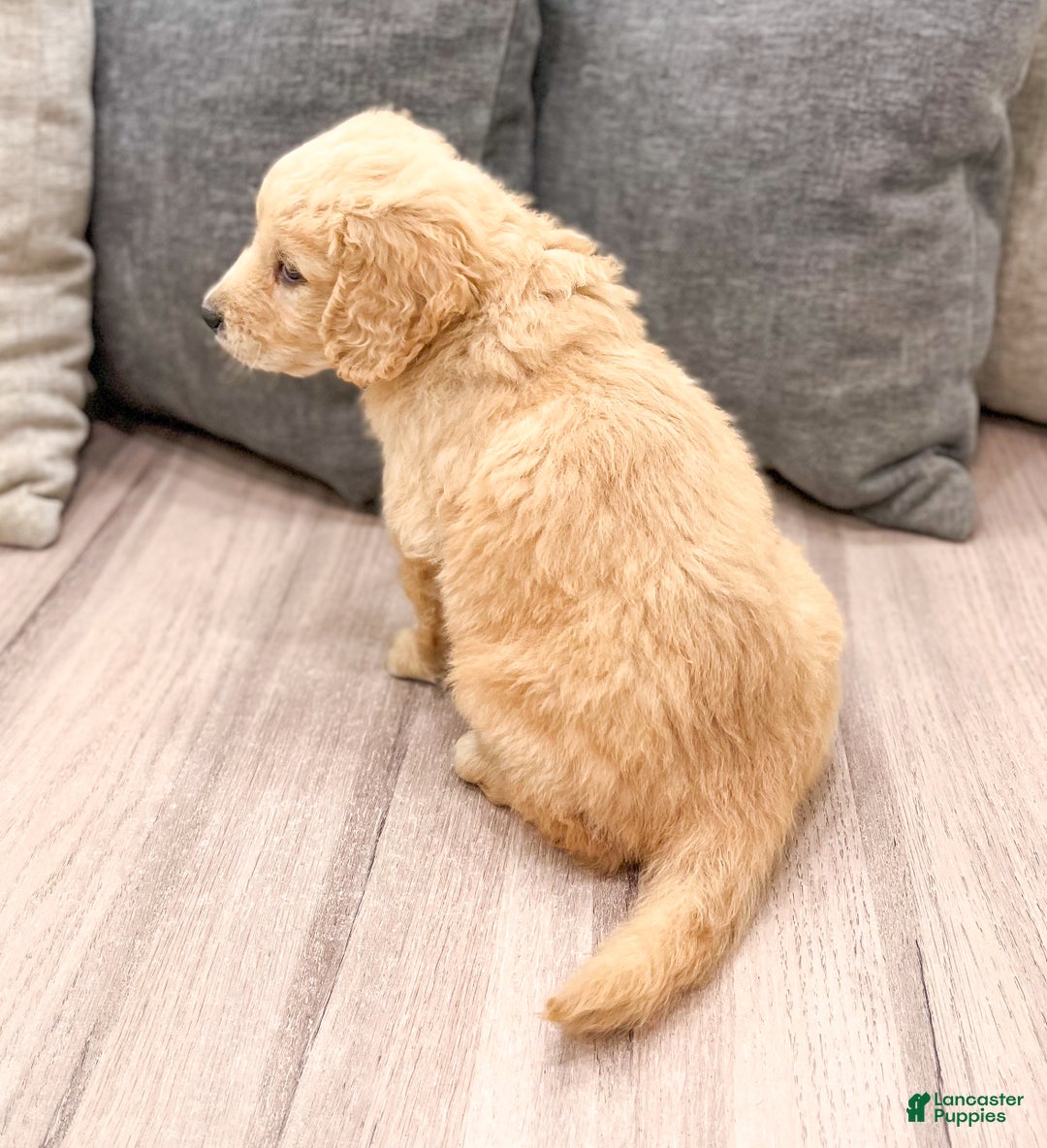Goldendoodle dogs for sale: Sammy - Ad 5