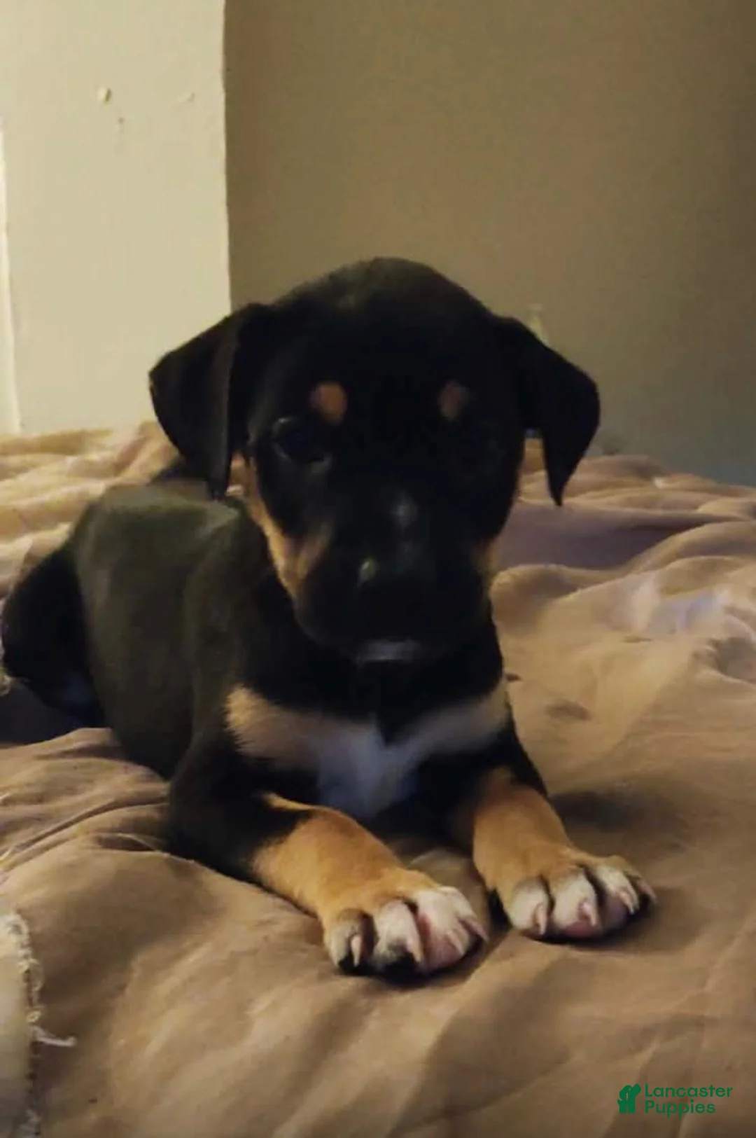 Mixed Breed dogs for sale: Matilda - Ad 2