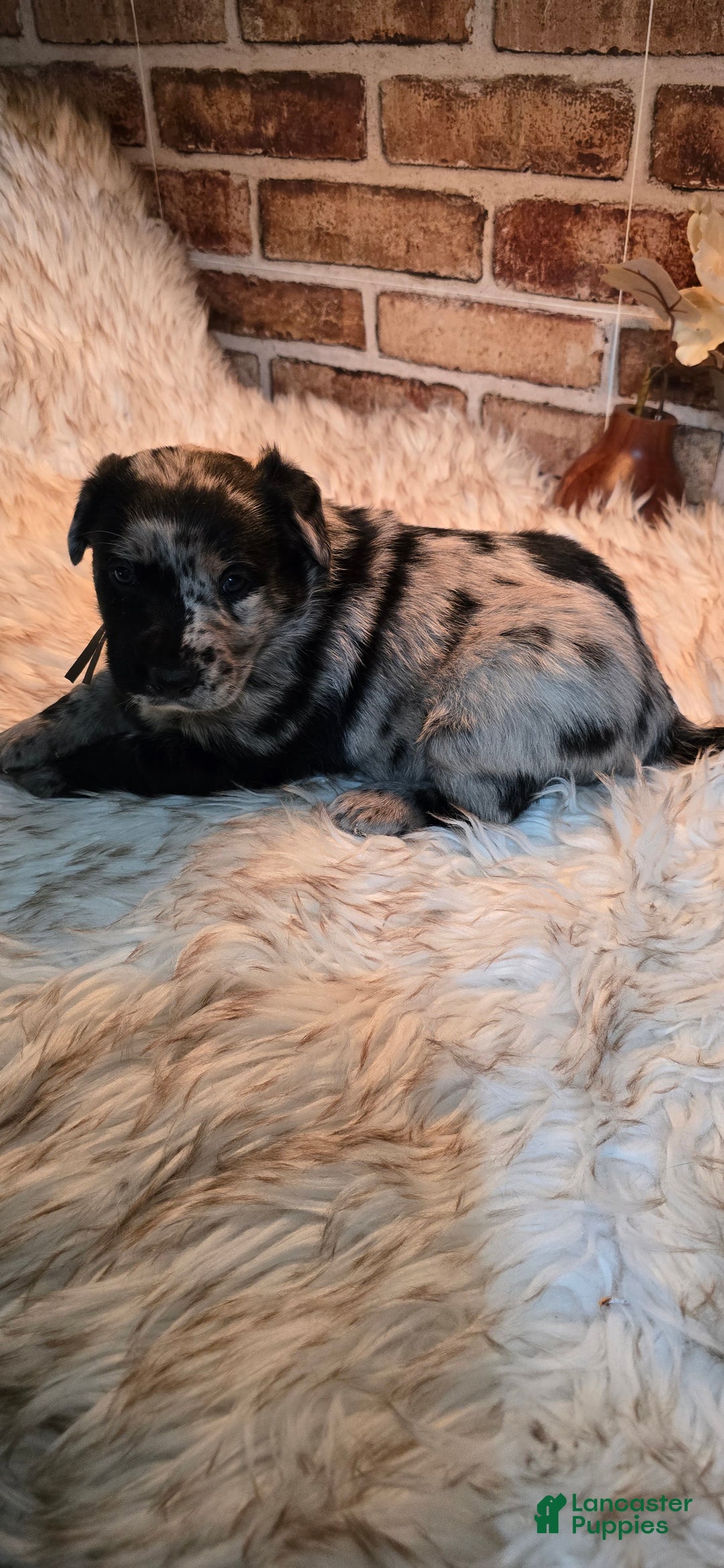 Mixed Breed dogs for sale: Atlas - Ad 14