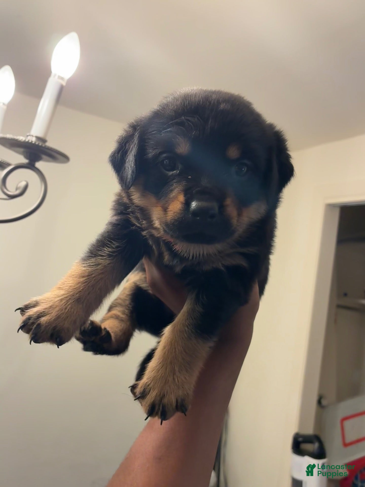 Rottweiler dogs for sale: Rottweiler 4 - Ad 42