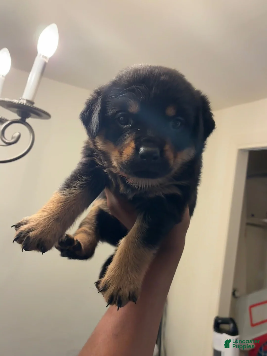 Rottweiler dogs for sale: Rottweiler 4 - Ad 1