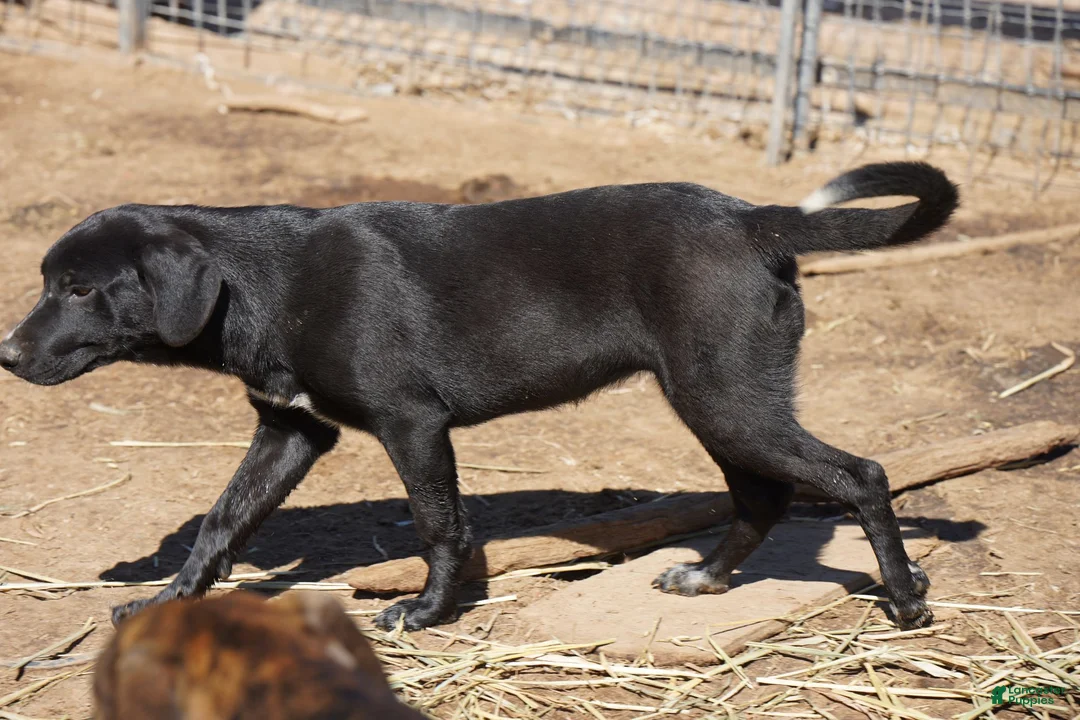 Mixed Breed dogs for sale: Squeeky Tiscar Farm Dog - Ad 7