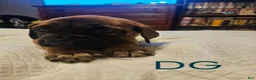 English Mastiff dogs for sale: English Mastiff 8 - Ad 1