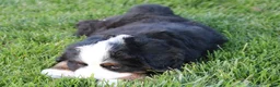 Bernese Mountain Dog dogs for sale: Teddy - Ad 6