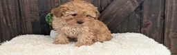 Toy Poodle dogs for sale: Carson - Ad 2
