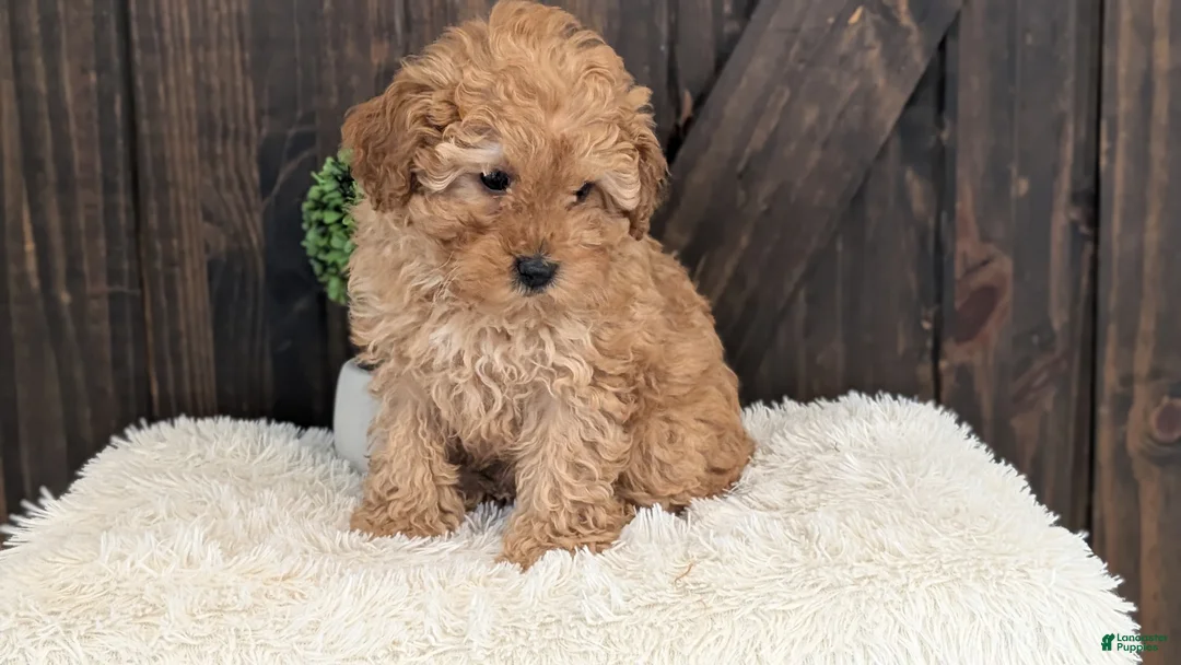Toy Poodle dogs for sale: Carson - Ad 2