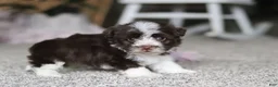 Havanese dogs for sale: Cole  - Ad 5