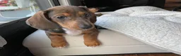 Miniature Dachshund dogs for sale: Duckie - Ad 3